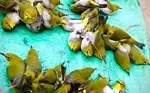 play koi princess varietas asli delima biji lunak berkulit hijau Huili dijual seharga 50 sen per kati